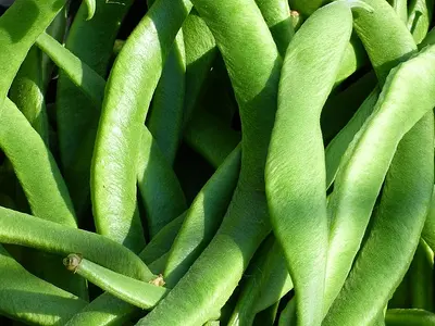 Photo Φασολάκια φρέσκα - Green beans