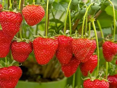 Photo: Φράουλες - Strawberries (Fragaria ananassa)