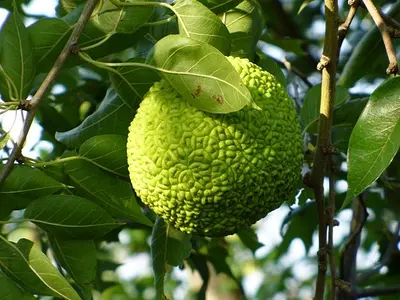 Τοξόδεντρο (Maclura pomifera)