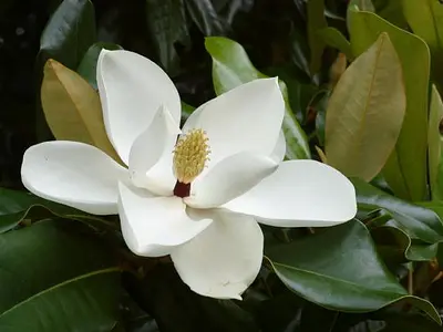 Μανόλια (Magnolia virginiana)