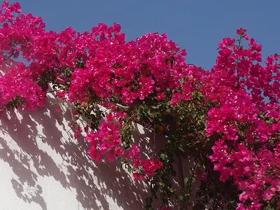 Μπουκαμβίλια (Bougainvillea)