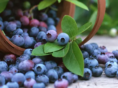 Photo: Μύρτιλα - Blueberries (Vaccinium myrtillus)