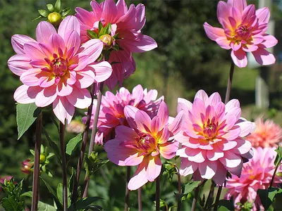 Ντάλια (Dahlia)