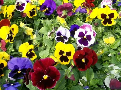 Πανσές (Viola tricolor)