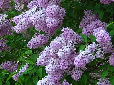 Πασχαλιά (Syringa vulgaris)