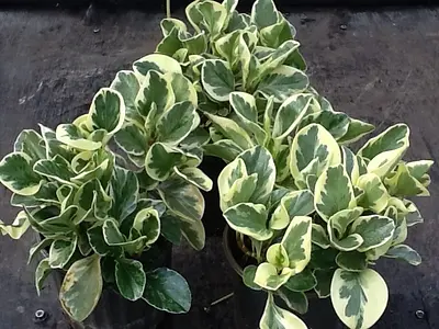 Πεπερόμια (Peperomia)