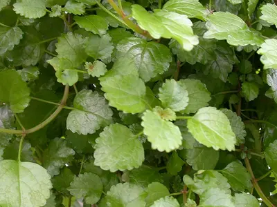 Πλέκτρανθος (Plectranthus verti)