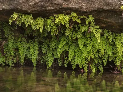 Πολυτρίχι ή Αδίαντο (Adiantum capillus)