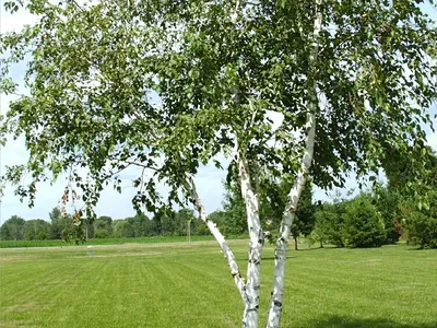 Σημύδα (Betula)