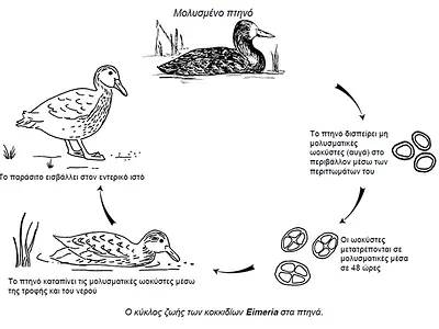 Ο κύκλος ζωής των κοκκιδίων