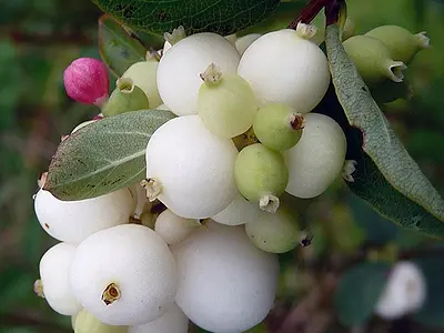 Συμφορίκαρπος (Symphoricarpos)