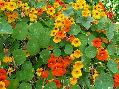 Τροπαίολο (Tropaeolum)