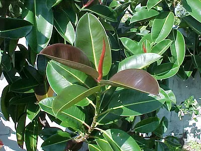 Φίκος ελαστικός (Ficus elastica)