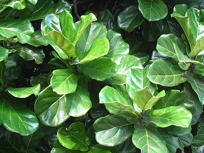 Φίκος λυράτα (Ficus lyrata)