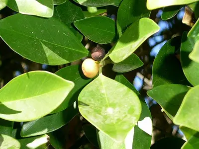 Φίκος ο μικρόκαρπος (Ficus microcarpa)