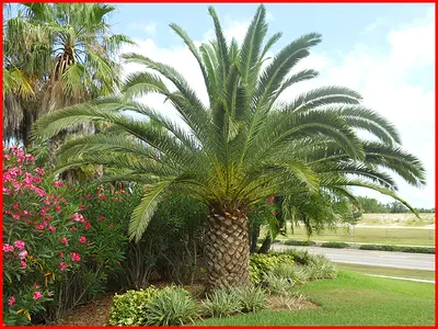 Φοίνικας κανάριος (Phoenix canariensis)