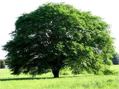 Φτελιά (Ulmus)