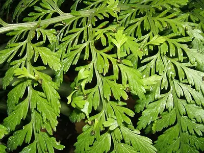 Φτέρη Ν. Ζηλανδίας (Asplenium bulbiferum)