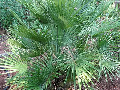 Χαμαίρωπας (Chamaerops humilis)