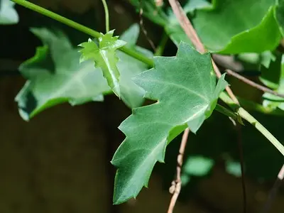 Ψευτοκισσός (Cissus rhombifolia)