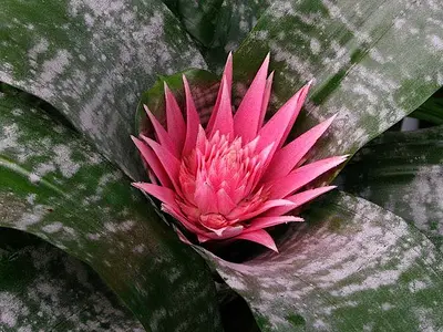 Αιχμέα (Aechmea fasciata)