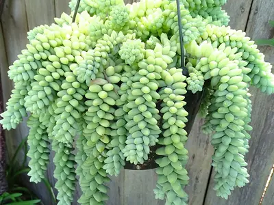 Sedum morganianum - Donkey tail