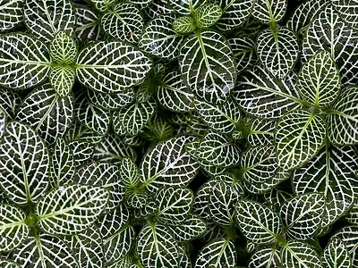 Φιττόνια (Fittonia)