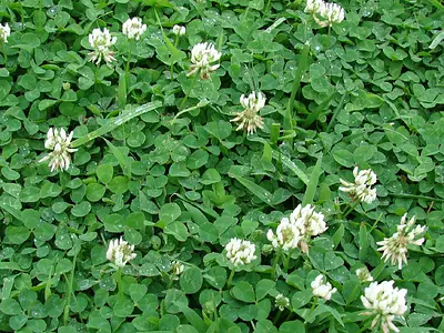 Τριφύλλι λευκό (Trifolium repens)