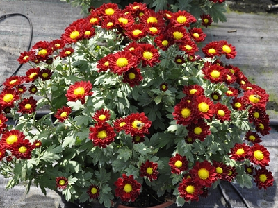 Χρυσάνθεμα (Chrysanthemum indicum)