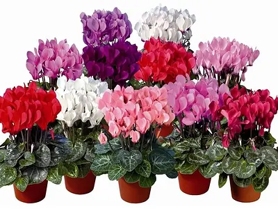 Κυκλάμινο (Cyclamen)