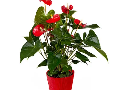 Ανθούριο (Anthurium)