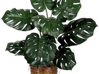 Μονστέρα (Monstera deliciosa)