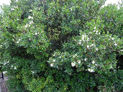 Μυρτιά (Myrtus)