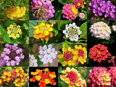 Λαντάνα (Lantana camara)