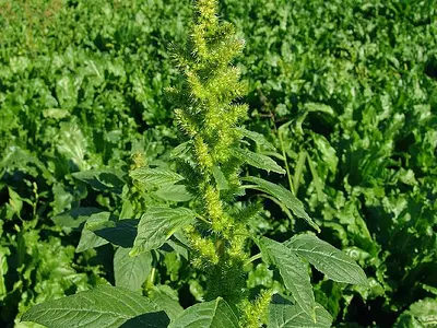 Βλήτα (Amaranthus hybridus)