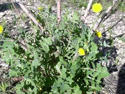 Ζοχός (Sonchus oleraceu)