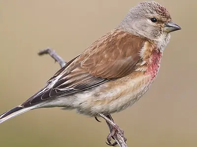 Αρσενικό φανέτο (Common Linnet)