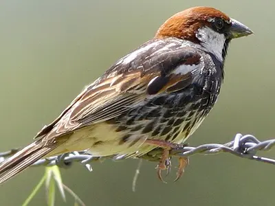 Ο χωραφοσπουργίτης, (Passer hispaniolensis)