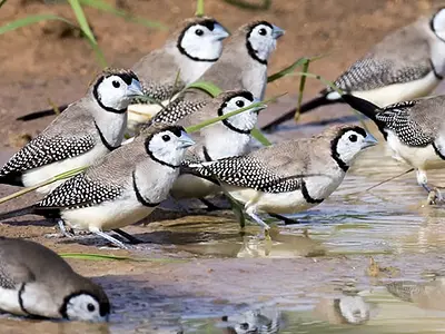 Σμήνος Double barred finch στο φυσικό τους περιβάλλον