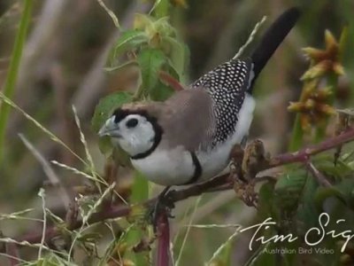 Video Owl Finches