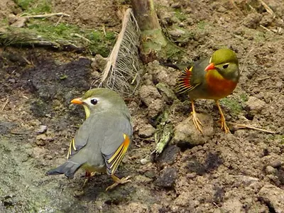 Κινέζικα αηδόνια - Red-billed leiothrix