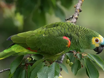 Blue-fronted Amazon