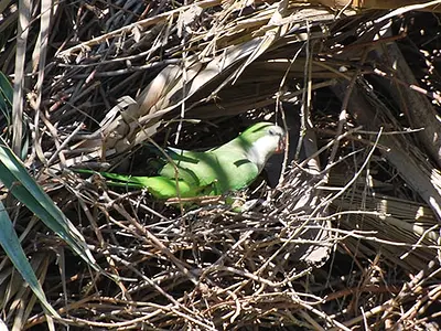 Φωλιά Quaker parakeet