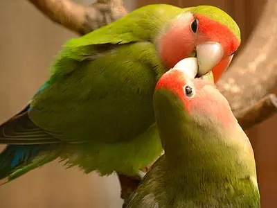 Αγαπόρνιθες με ροδακινί πρόσωπο - Peach-faced lovebirds