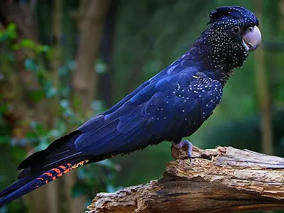 Photo Red-tailed black cockatoo