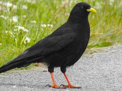 Κιτρινοκαλιακούδα (Pyrrhocorax graculus)