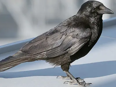 Μαυροκουρούνα (Corvus corone)