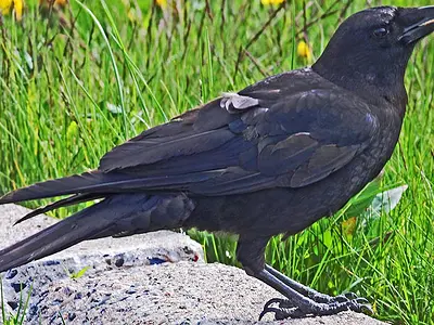 Κοράκι (Corvus corax)