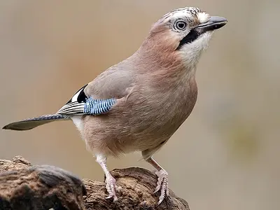 Ευρασιατική κίσσα (Garrulus glandarius)