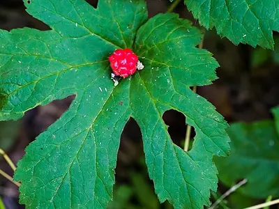 Ύδραστις η Καναδική - Golden seal herb (Hydrastis canadensi)